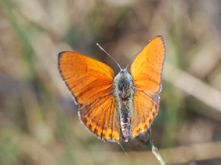 Kk Ate Gzeli (Lycaena thersamon)