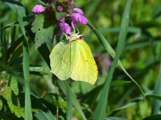 Orakkanat (Gonepteryx rhamni)