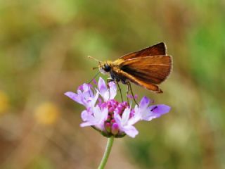Sar Lekeli Zpzp (Thymelicus acteon)
