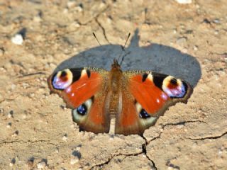 Tavus Kelebei (Nymphalis io)