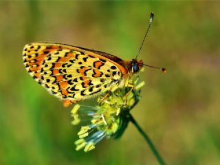 Gzel parhan (Melitaea trivia)