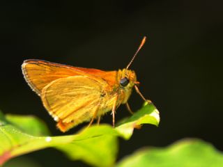 Orman Zpzp (Ochlodes sylvanus)