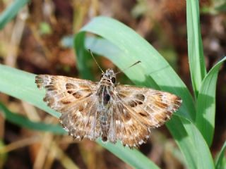 Hatmi Zpzp (Carcharodus alceae)