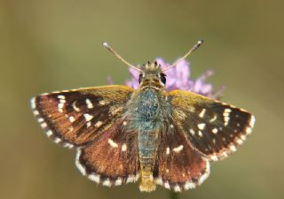 Kzl Zpzp (Spialia orbifer)