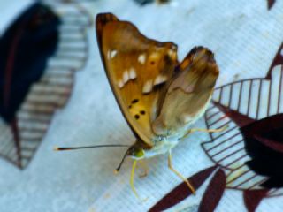 Trakya mparatoru (Apatura metis)