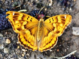 Trakya mparatoru (Apatura metis)