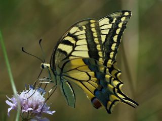 Krlangkuyruk (Papilio machaon)