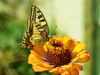 K�rlang��kuyruk&nbsp;(Papilio&nbsp;machaon)