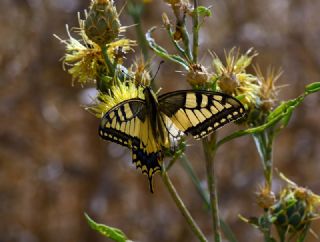 Krlangkuyruk (Papilio machaon)