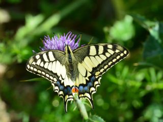Krlangkuyruk (Papilio machaon)