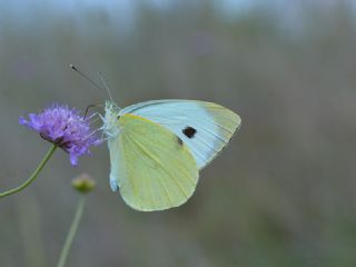 Byk Beyazmelek  (Pieris brassicae)