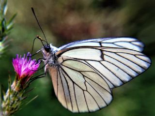 Al Beyaz (Aporia crataegi)
