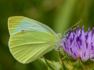 K���k Beyazmelek&nbsp;(Pieris&nbsp;rapae)
