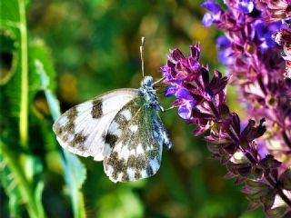 Yeni Beneklimelek (Pontia edusa)