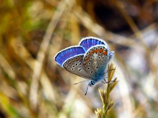 �okg�zl� Menek�e Mavisi&nbsp;(Polyommatus&nbsp;thersites)