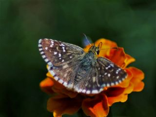 Kzl Zpzp (Spialia orbifer)