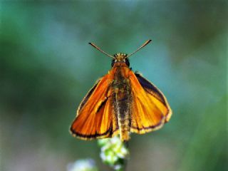 Sar Antenli Zpzp (Thymelicus sylvestris)