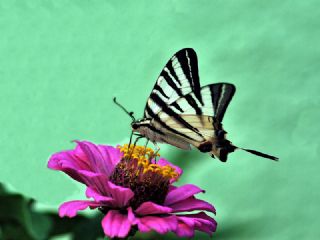 Erik Krlangkuyruk (Iphiclides podalirius)