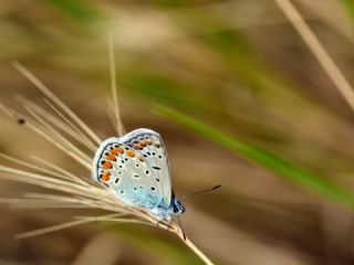 okgzl Mavi (Polyommatus icarus)
