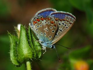 okgzl Mavi (Polyommatus icarus)