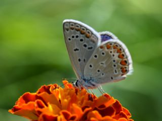 okgzl Mavi (Polyommatus icarus)