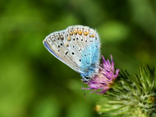 okgzl Mavi (Polyommatus icarus)