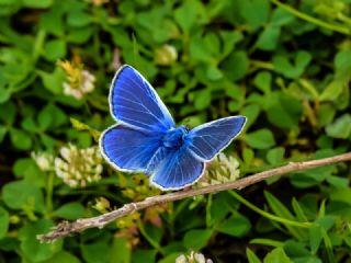 okgzl Mavi (Polyommatus icarus)