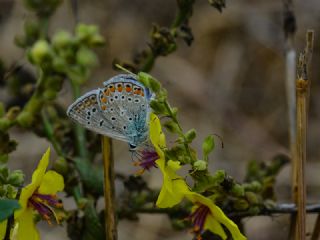 okgzl Mavi (Polyommatus icarus)