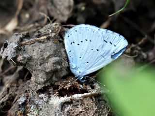 Kutsal Mavi (Celastrina argiolus)