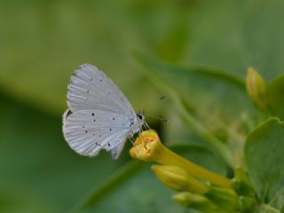 Kutsal Mavi (Celastrina argiolus)