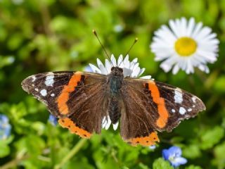 Atalanta (Vanessa atalanta)