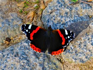 Atalanta (Vanessa atalanta)