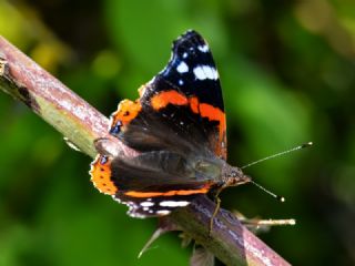 Atalanta (Vanessa atalanta)