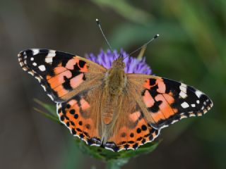 Diken Kelebei (Vanessa cardui)