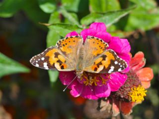 Diken Kelebei (Vanessa cardui)