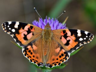 Diken Kelebei (Vanessa cardui)