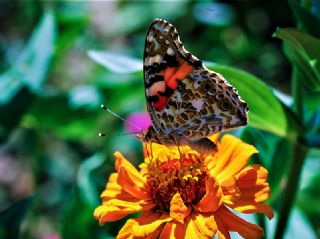 Diken Kelebei (Vanessa cardui)