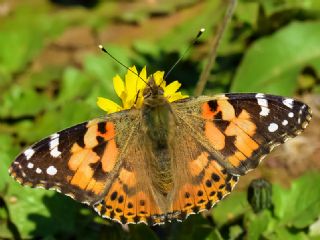 Diken Kelebei (Vanessa cardui)