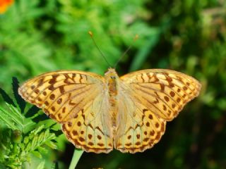 Bahadr (Argynnis pandora)