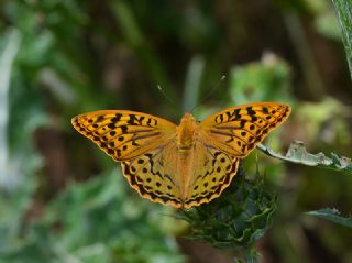 Bahadr (Argynnis pandora)