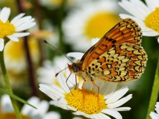 Benekli Byk parhan (Melitaea phoebe)
