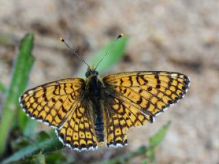 parhan (Melitaea cinxia)