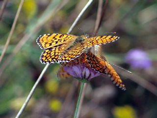 parhan (Melitaea cinxia)