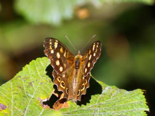 Karanl�k Orman Esmeri&nbsp;(Pararge&nbsp;aegeria)