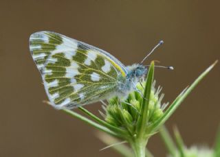 Yeni Beneklimelek (Pontia edusa)