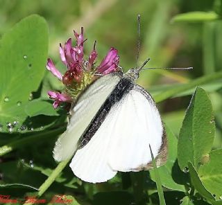 Byk Beyazmelek  (Pieris brassicae)