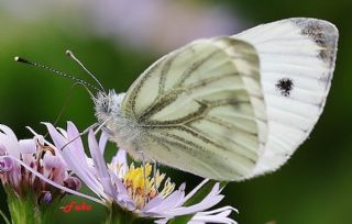 Yalanc Beyazmelek (Pieris pseudorapae)