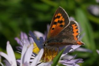 Benekli Bakr Gzeli (Lycaena phlaeas)