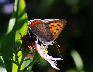 Benekli Bakr Gzeli (Lycaena phlaeas)