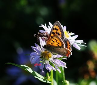 Benekli Bakr Gzeli (Lycaena phlaeas)